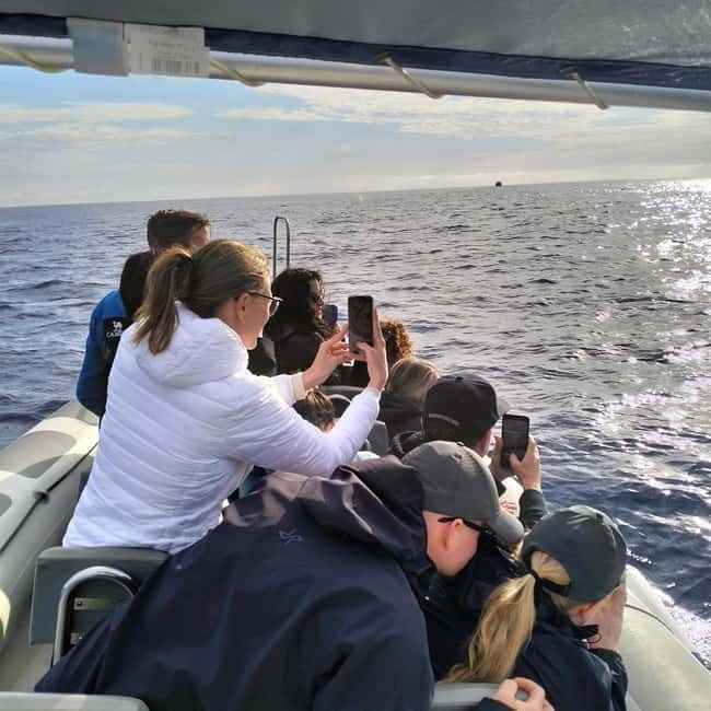 Can Picafort or Alcudia: Private boat dolphin watching - FAQs