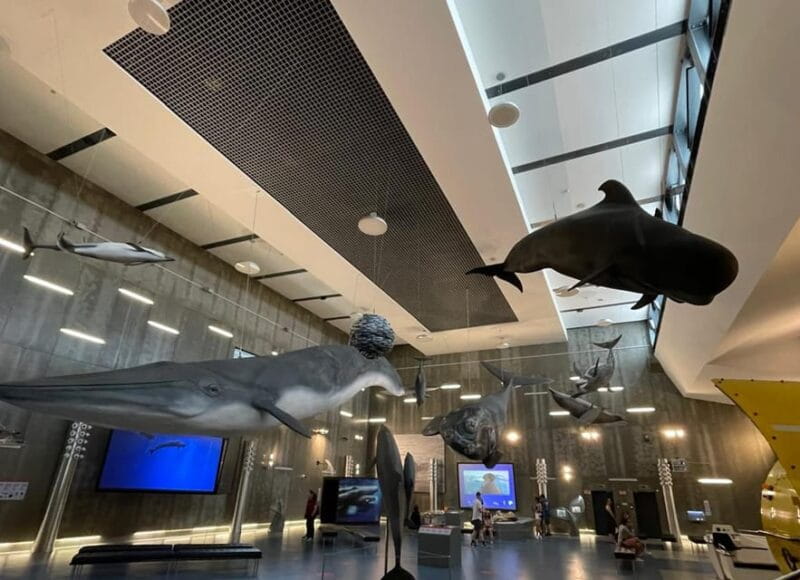 Caniçal : Madeira Whale Museum Entry ticket - Exploring the Madeira Whale Museum: A Deep Dive into Marine Life and Heritage