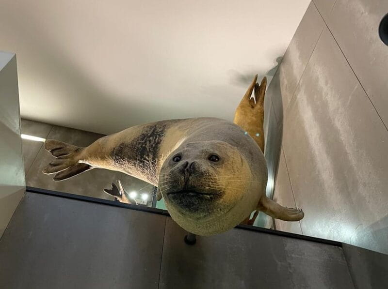 Caniçal : Madeira Whale Museum Entry ticket - Final thoughts