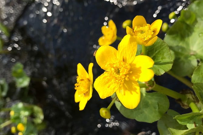 Canoe Trip in Lapland - FAQs