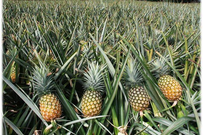 Cape Coast ,Elmina Castle and Kakum Full-Day Tour - Tour Duration