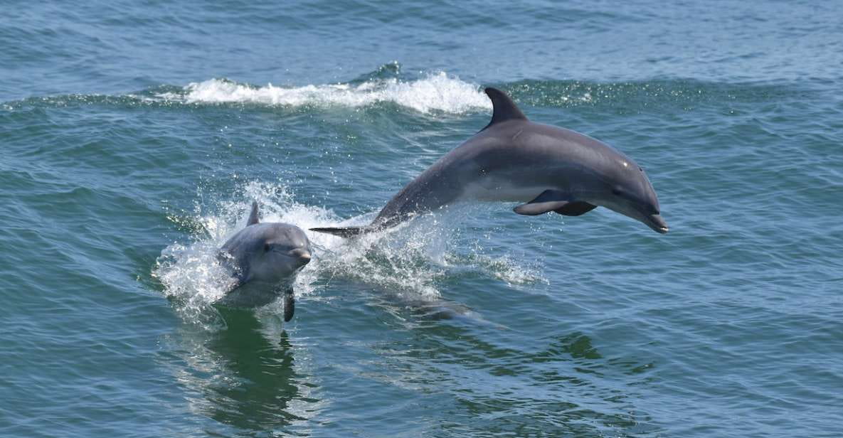 Cape May: Dolphin and Bird Watching Cruise - Booking and Cancellation
