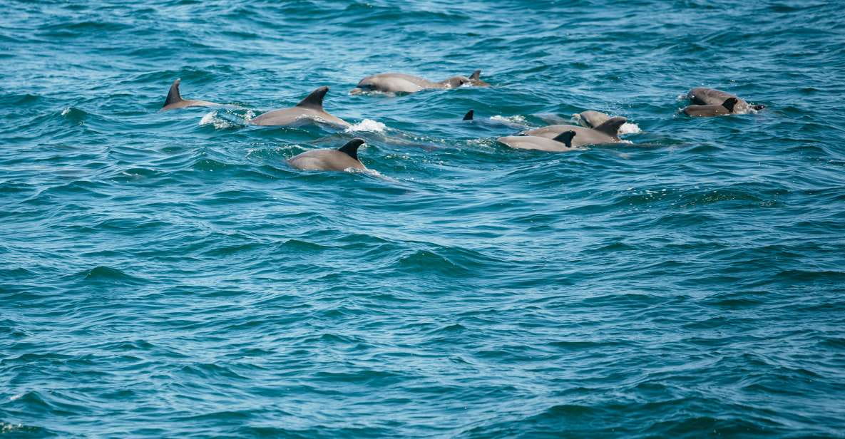 Cape May: Jersey Shore Whale and Dolphin Watching Cruise - Cruise Itinerary and Schedule