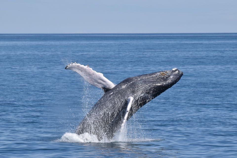 Cape May: Scenic Whale and Dolphin Watching Cruise - Customer Feedback