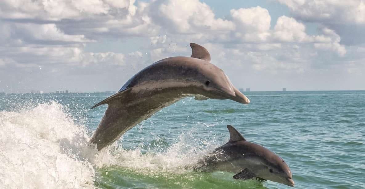 Cape May: Weekend Whale and Dolphin Watching Cruise - Booking and Payment