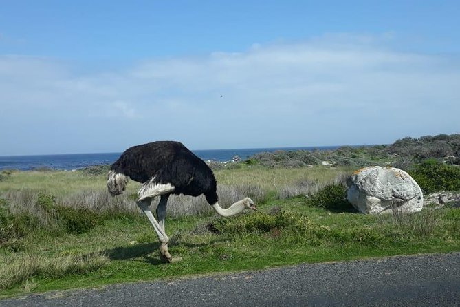 Cape of Good Hope and Penguins - Small Group - Full Day - Guest Experience