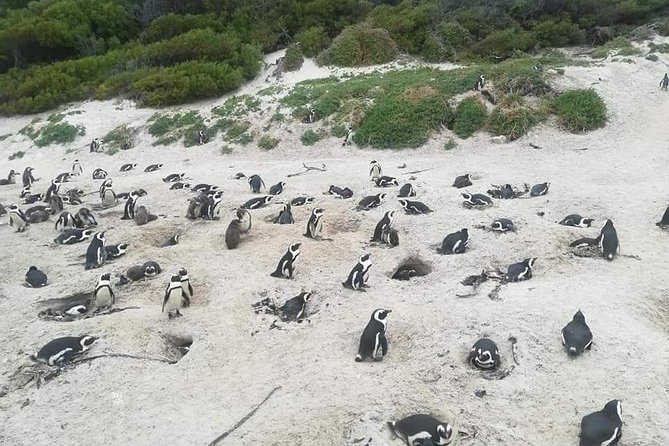 Cape of Goodhope Tour a Full Day Exploring the Cape Peninsula - Scenic Chapmans Peak Drive