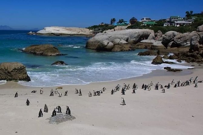 Cape Peninsula Private Tour - Convenience of Private Tour