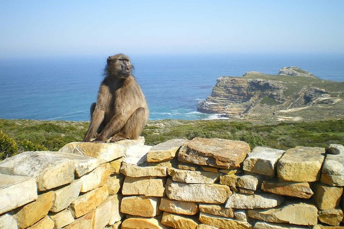 Cape Peninsula Private Tour - Avoiding Crowded Buses