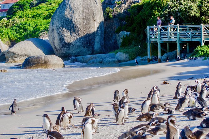 Cape Point and Boulders Penguins Full Day Tour - Boulders Beach Penguin Colony