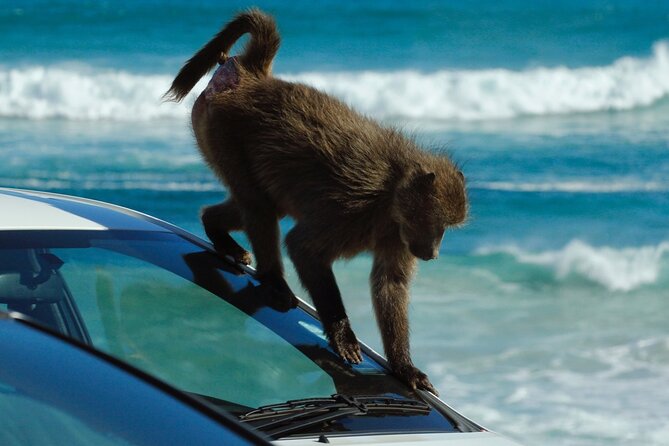 Cape Point and Boulders Penguins Full Day Tour - Guided Hike Experience