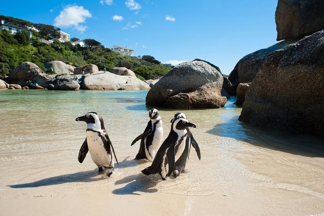 Cape Point and Boulders Penguins Full Day Tour - Cancellation and Accessibility
