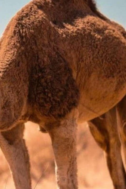 Cappadocia Camel Ride among the Fairy Chimneys - Discovering Cappadocia’s Camel Ride Among the Fairy Chimneys