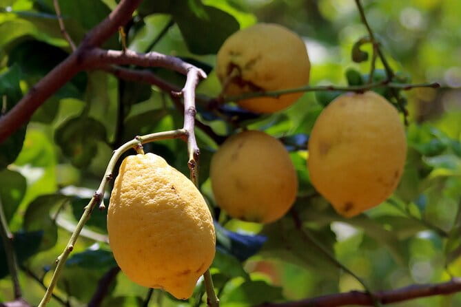 Capri, Blue Grotto, Sorrento & Pompeii Private Tour - Final Thoughts