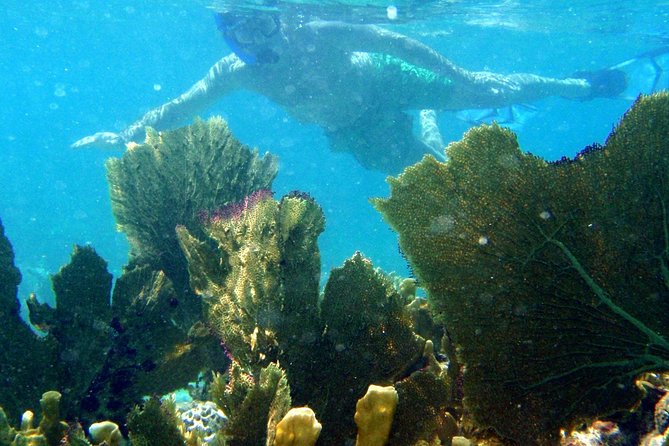 CAPTAIN ALANS 4hr -3 Islands-snorkeling-turtles-beach ADVENTURE - Exploring the Islands