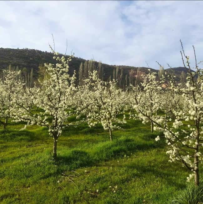 Careva Distillery: Taste Macedonian Brandies, Wines & Nature - Exploring the Journey: A Deep Dive into the Careva Experience