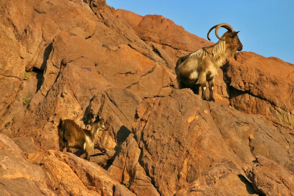 Cargèse: Scandola and Piana Boat Tour With Stop at Girolata - Inclusions
