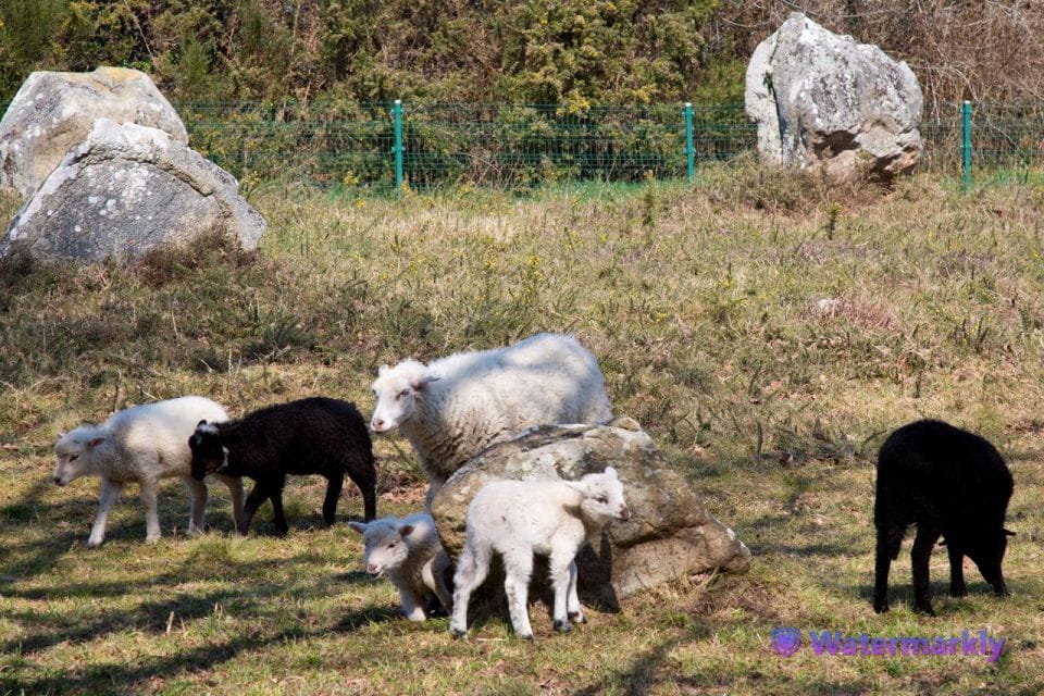 Carnac Tour: Megalithic Marvels and La Trinite Sur Mer - Meeting Point
