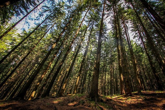 Carpathians in Romania: Piatra Craiului National Park with native Spanish guide. - Key Points / Takeaways