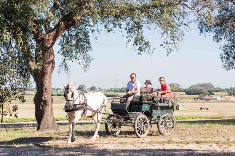CARRIAGE Ride On The Beach (Rosário Beach) - The Scenic Ride Along Rosário Beach