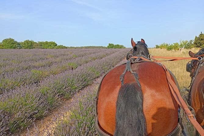 Carriage rides in the heart of the Luberon - Key points / Takeaways