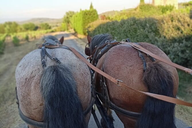 Carriage rides in the heart of the Luberon - Carriage Ride Through Provence: A Detailed Review