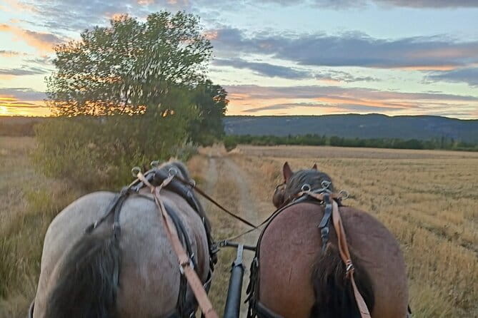 Carriage rides in the heart of the Luberon - FAQ