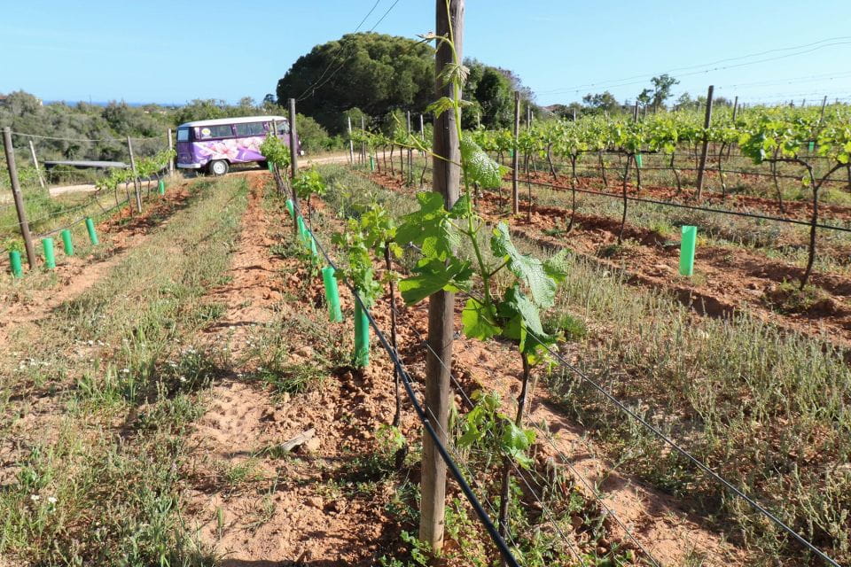 Carvoeiro and Portimão: Algarve Romantic Vineyard Picnic - Booking Details and Policies