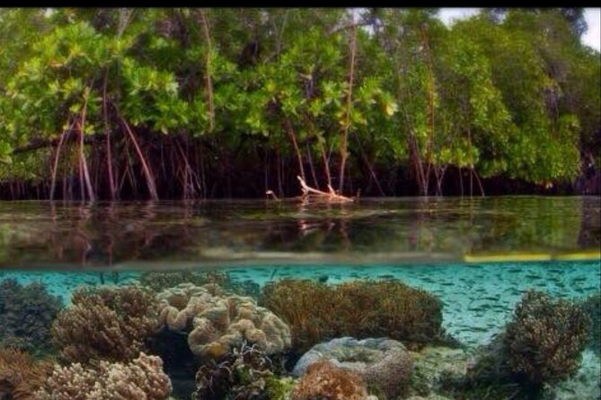 Cas Cay - Kayak Hike and Snorkel Adventure - Exploring the Mangrove Lagoon
