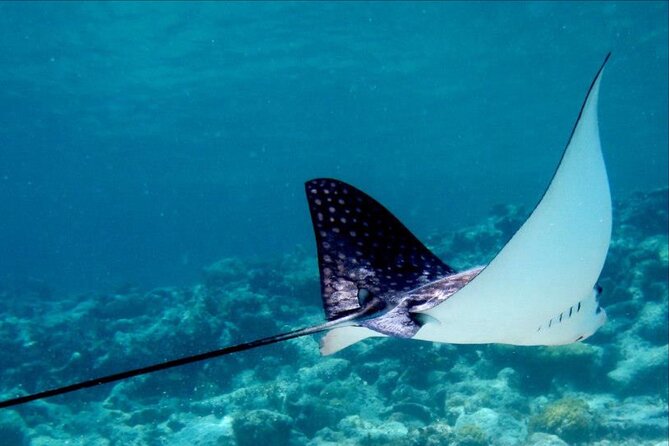 Cas Cay - Kayak Hike and Snorkel Adventure - Discovering the Underwater World