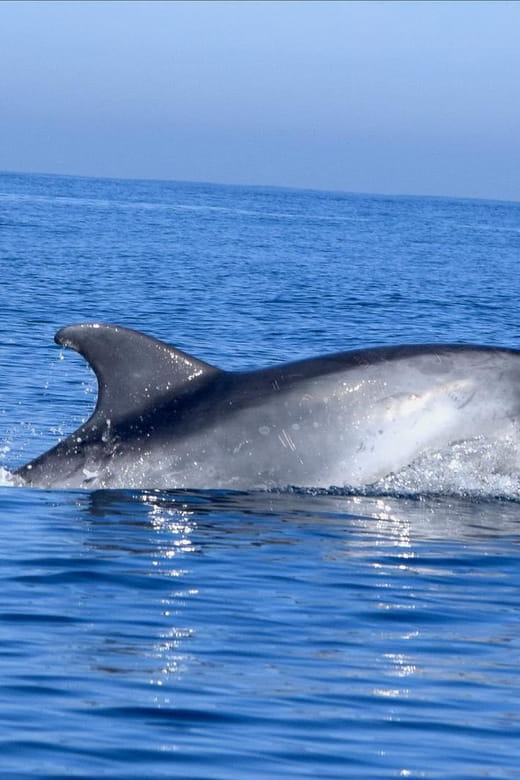 Cascais: Dolphin Watching Speedboat Tour - Key Points / Takeaways