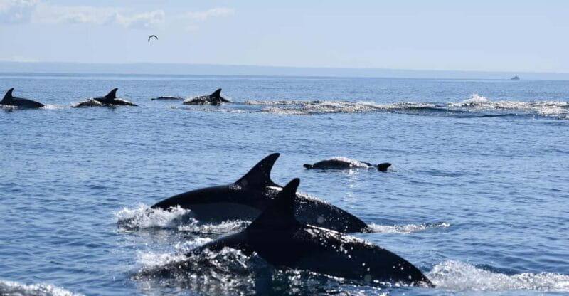 Cascais: Dolphin Watching Speedboat Tour - An In-Depth Look at the Dolphin Watching Speedboat Tour