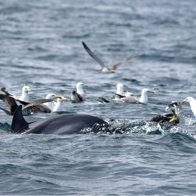 Cascais: Dolphin Watching Speedboat Tour - Final Thoughts