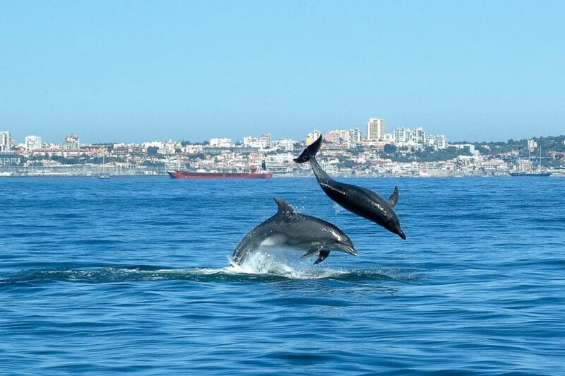 Cascais: Dolphin Watching Speedboat Tour - FAQ