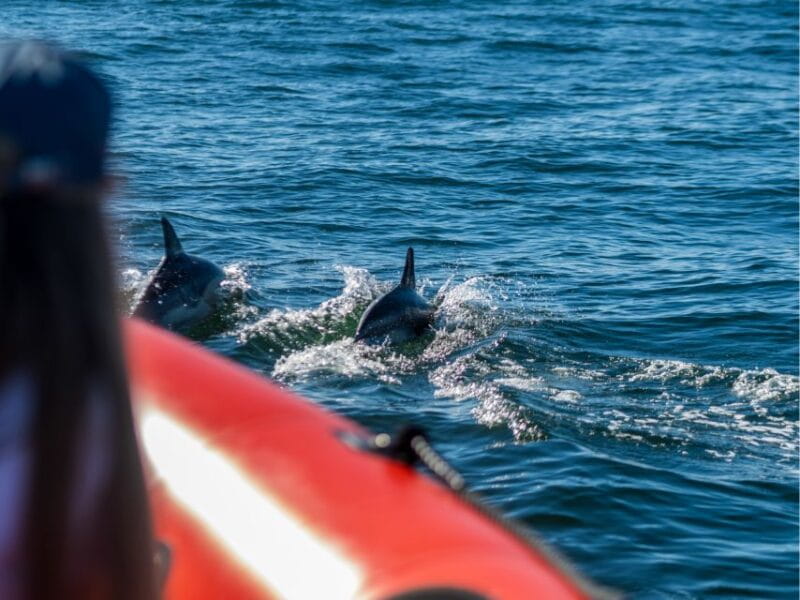 Cascais: Dolphin Watching Tour - Who This Tour Is Perfect For