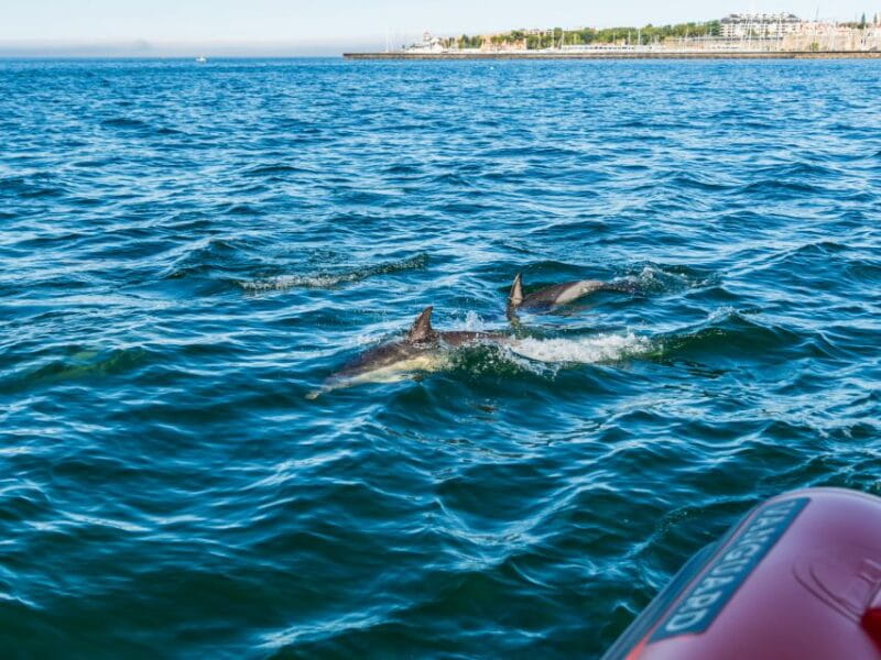 Cascais: Dolphin Watching Tour - FAQ