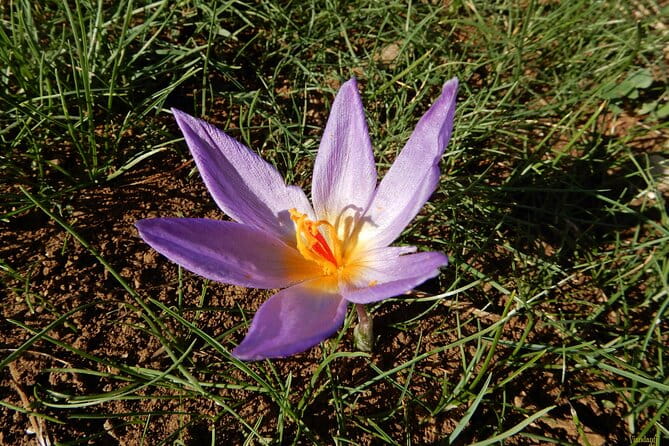 Castel del Monte: excursion in the Alta Murgia National Park - Who Should Consider This Tour?