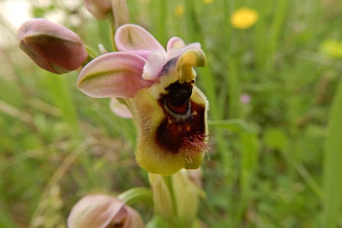 Castel del Monte: excursion in the Alta Murgia National Park - Practical Tips for the Tour