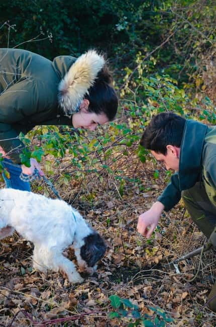 Castellina in Chianti: Truffle Search, Wine Tasting & Lunch - The Practical Side: Logistics & Value