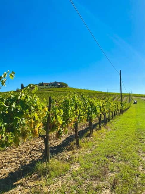 Castellina in Chianti: Truffle Search, Wine Tasting & Lunch - Final Thoughts: A Tasty, Authentic Peek into Tuscan Life