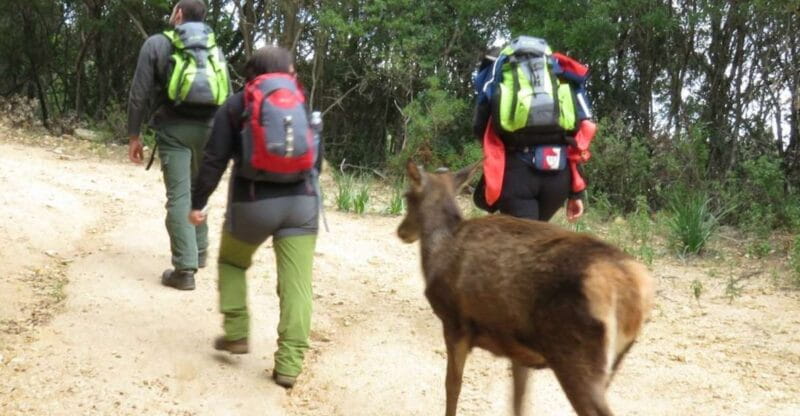 Castiadas: trekking in the S'Acqua Callenti forest - Key points / Takeaways