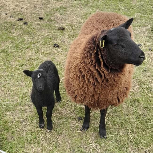 Castlegadddery: Murtagh's Organic Farm Guided Tour - Who Should Consider Visiting Murtagh’s Organic Farm?