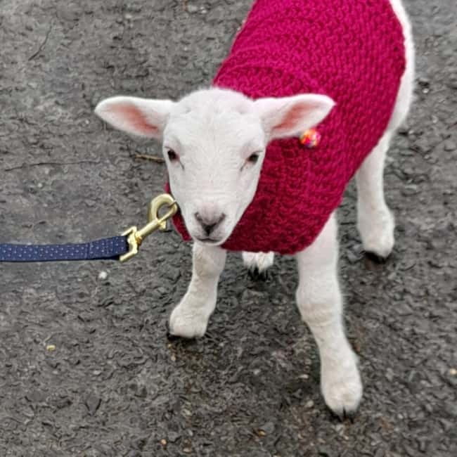 Castlegaddery: Murtagh's Organic Farm Entry Ticket - An Authentic Irish Farm Experience with a Personal Touch