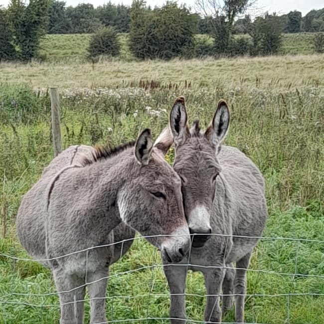 Castlegaddery: Murtagh's Organic Farm Entry Ticket - What to Expect: From Animal Encounters to Scenic Strolls