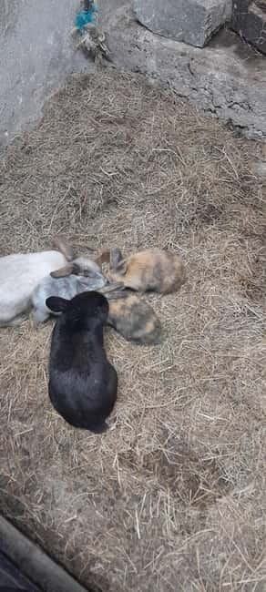 Castlegaddery: Murtagh's Organic Farm Entry Ticket - The Sum Up: A Real Farm Experience Worth Visiting