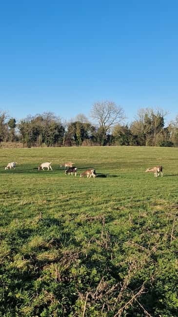 Castlegaddery: Murtagh's Organic Farm Entry Ticket - FAQ