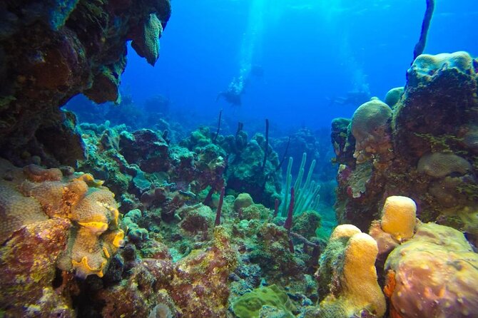 Catalina Island Snorkeling Tour Full Day in Punta Cana - Transportation and Logistics