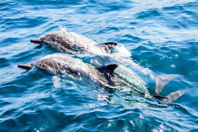 Catamaran Cruise to Dia Island with Meal and Water Activities - FAQ