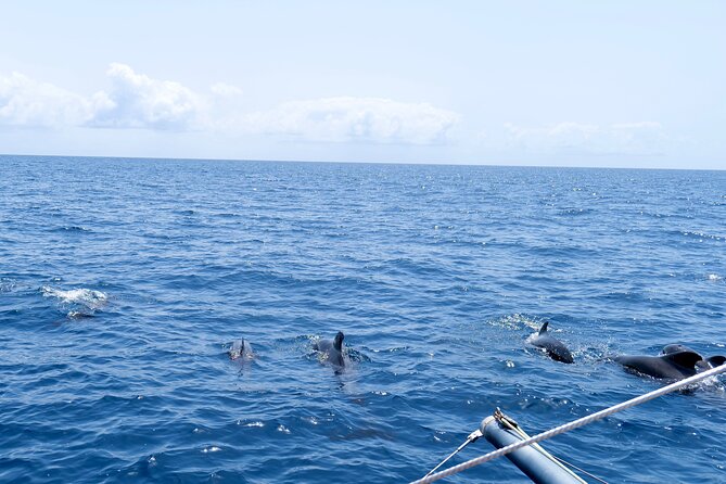 Catamaran Half Day - Beautiful Day on the Atlantic Ocean - Confirmation and Booking Process