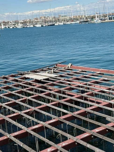 Catamaran trip and visit to the mussel nurseries with a snack - Who Should Book This Tour?